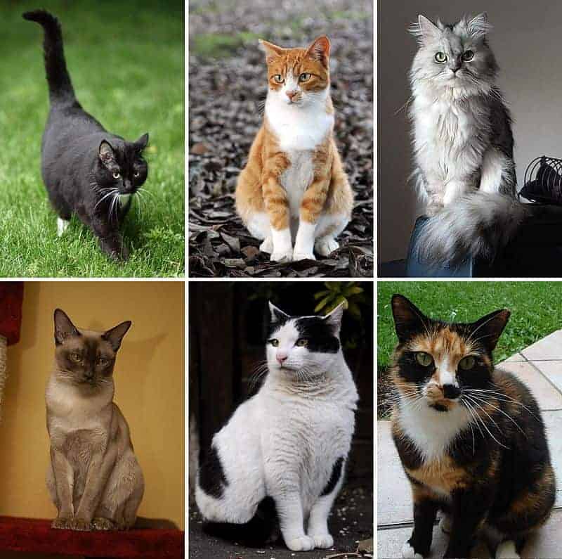 https://hi.wikipedia.org/wiki/%E0%A4%AC%E0%A4%BF%E0%A4%B2%E0%A5%8D%E0%A4%B2%E0%A5%80#/media/File:Collage_of_Six_Cats-02.jpg