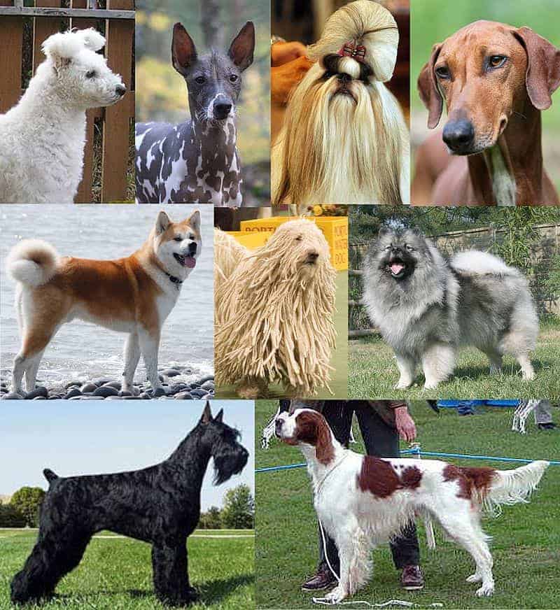 10 Most Popular Pet Animals In India