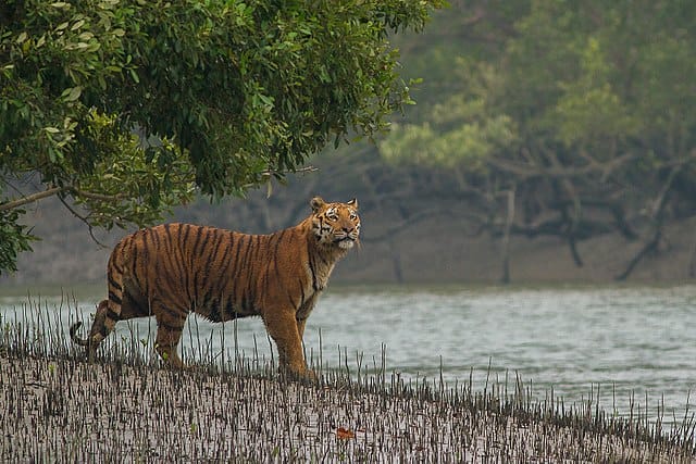 सुंदरबन नेशनल पार्क Sundarban National Park