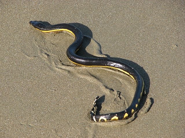 पीला बेलदार समुद्री सांप Yellow bellied sea snake.