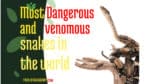 सर्वाधिक खतरनाक व जहरीले सांप Most Dangerous and venomous snakes in the world