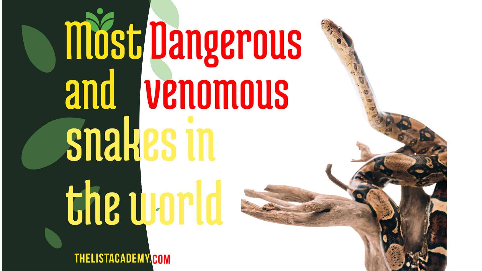 Cover Image For List : 17 Most Dangerous And Venomous Snakes In The World