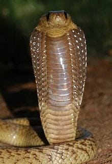 केप कोबरा (नाज़ा नीविया) Cape cobra