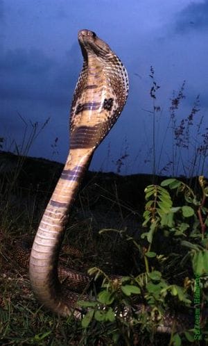 नाग Indian cobra