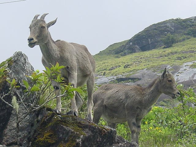 मुकुर्थी राष्ट्रीय उद्यान Mukurthi National Park
