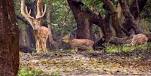 राजीव गांधी राष्ट्रीय उद्यान Rajiv Gandhi National Park (Rameswaram)