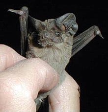 मैक्सिकन फ्री- टेल्ड बैट Mexican free-tailed bat