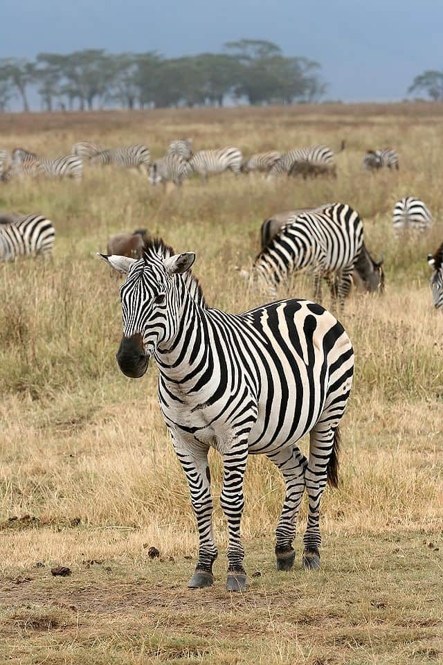ज़ीब्रा Zebra