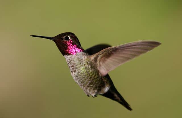 अन्ना हमिंगबर्ड Anna's hummingbird