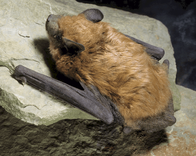 बिग ब्राउन बैट Big brown bat