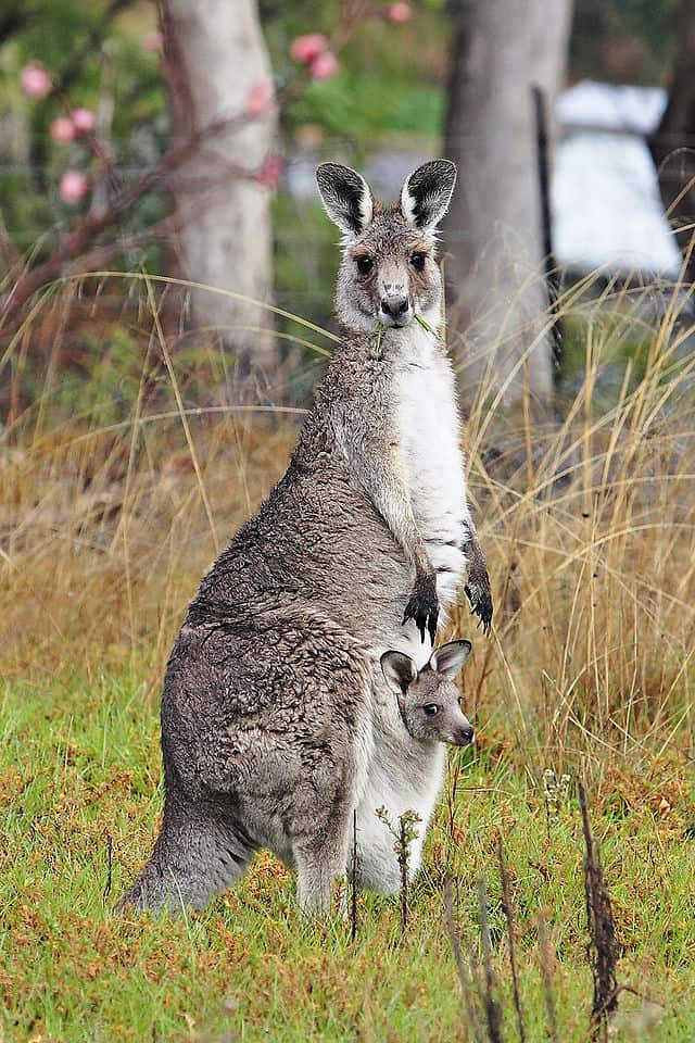 कंगारू Kangaroo