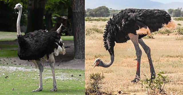शुतुरमुर्ग Ostrich