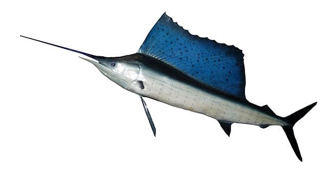 सेलफिश Sailfish