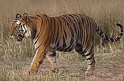बाघ Tiger