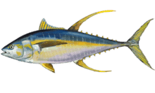 येलोफिन ट्यूना Yellowfin tuna