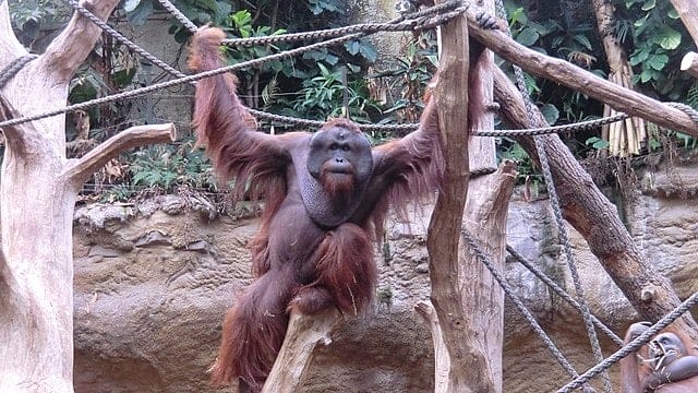 Bornean orangutan