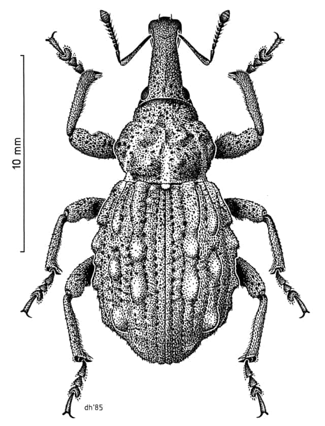 Hadramphus tuberculatus
